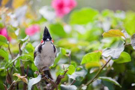 Red-whiskered bulbul (Pycnonotus jocosus)  in foliageの写真素材