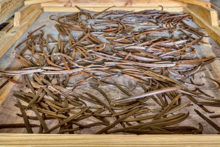 Vanilla pods during the process of drying 