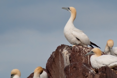 Wild northern gannet (morus bassanus)の写真素材