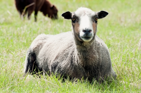 Sheep resting on a meadowの写真素材