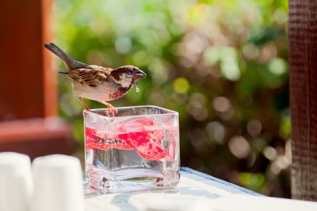 House Sparrow (Passer domesticus), maleの写真素材