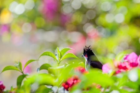 Red-whiskered bulbul (Pycnonotus jocosus) hidden in foliageの写真素材