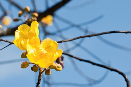Beautiful yellow tree blossom in Mauritiusの写真素材