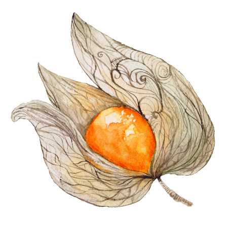 Bright sweet fall food painting Isolated on White background for menu, cafe designの写真素材