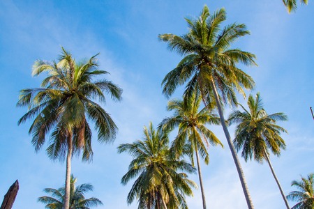 Tropical paradise symbols, group of coconut palms