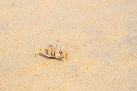 Close up to a crab on the sandの写真素材