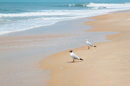 Birds on the beachの写真素材