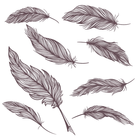 Detailed feather illustrations in sketch style on white backgroundのイラスト素材