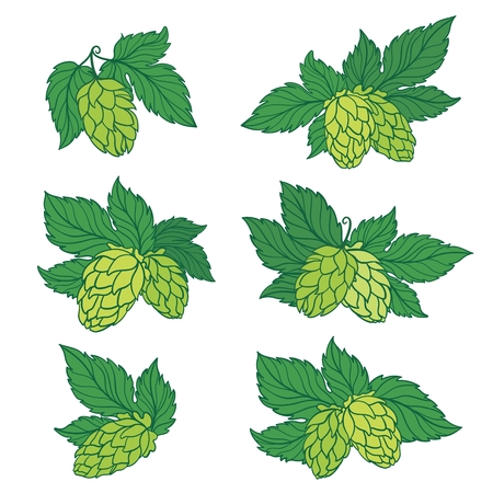 Sketch lineart hop illustrations for brewery logo designのイラスト素材