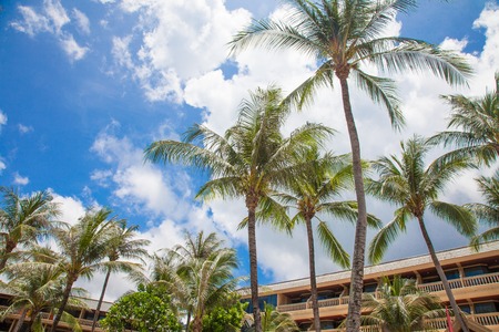 Palms and Skyの写真素材