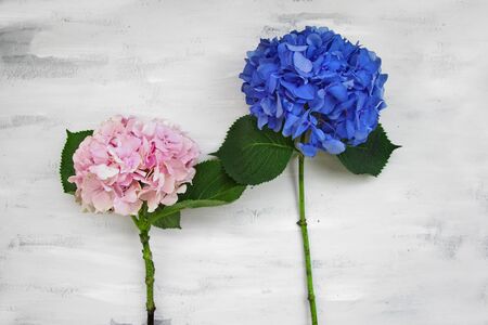 Pastel colored Hydrangea Flowers on White painted tableの写真素材