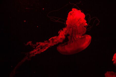 Red Light Bright Transparent Jelly Fish Aquarium