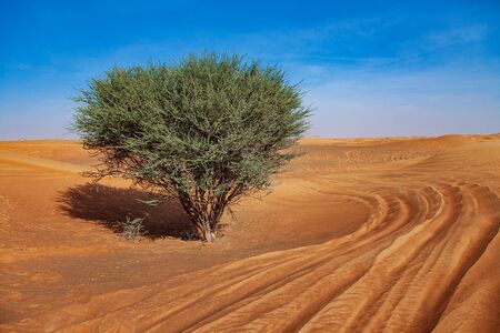 Natural travel dry hot hills with dunesの写真素材