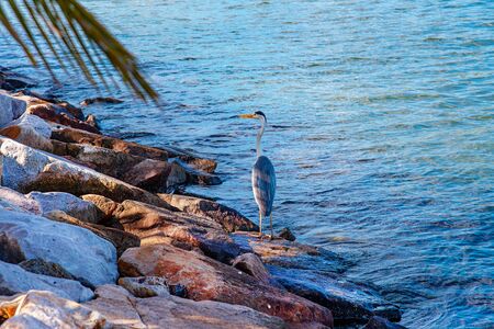 Maldives large exotic bird standing on stoneの写真素材