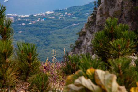 Ai-Petri Crimea mountain plants close up viewの写真素材
