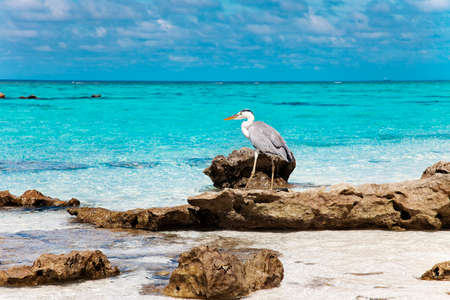 Large Bird on Maldive Island Sand Beachの写真素材