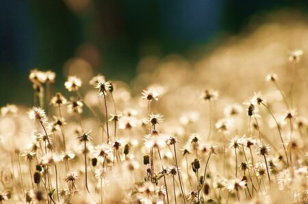grass flower