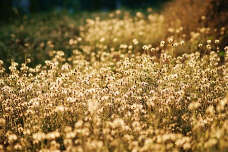 grass flower field