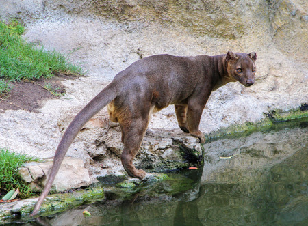 Fossa Cryptoprocta ferox is standing near riverの写真素材