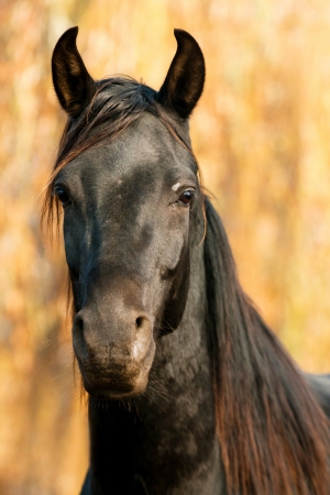 Black horse portrait の写真素材