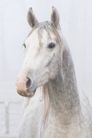 White horse portraitの写真素材