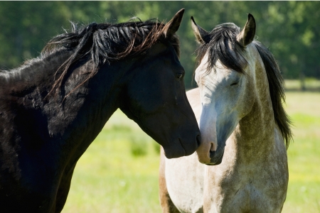 Horsesの写真素材