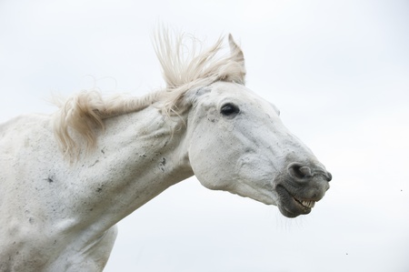 White horse headの写真素材