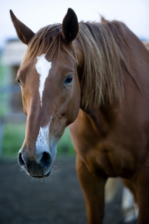 Brown horse portraitの写真素材