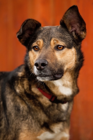 dogの写真素材