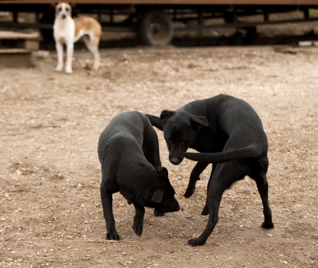 black dogs
