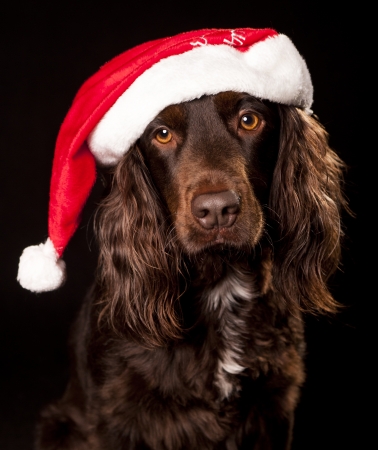 Santa spaniel cockerの写真素材
