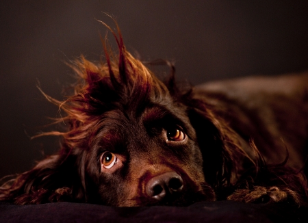 funny dog hairの写真素材