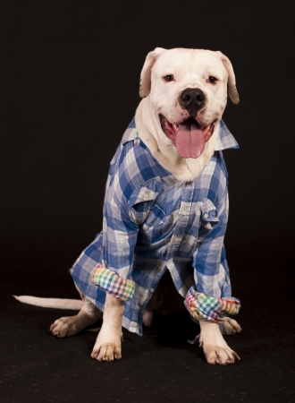 dog with shirt onの写真素材