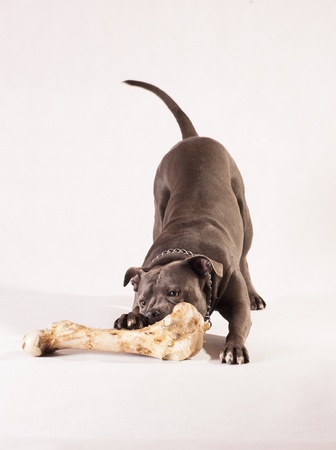 a dog and a boneの写真素材