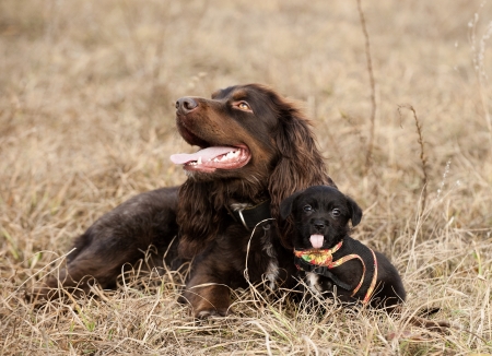 dogs resting