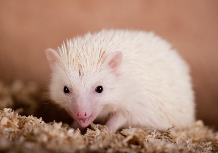 hedgehogの写真素材
