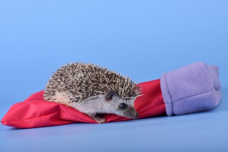 hedgehogの写真素材