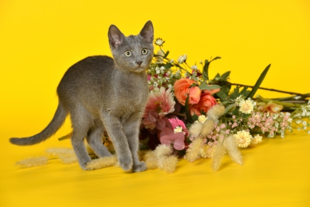 catの写真素材