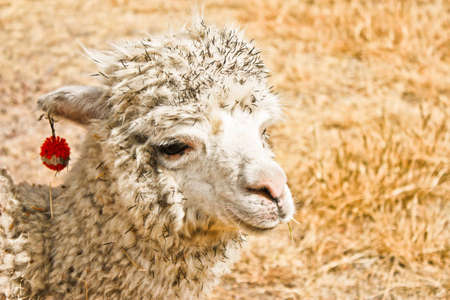 Llamaの写真素材