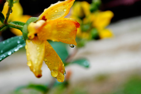 wild yellow flower after summer rainの写真素材