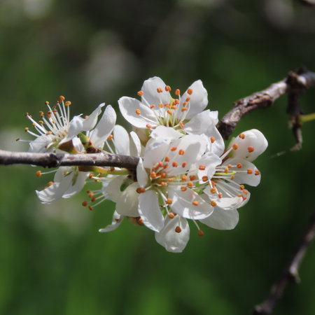 White flowers of a blossoming apricot on a spring dayの写真素材