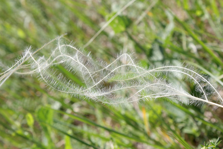 Feather grass on the field, shallow depth of image definition