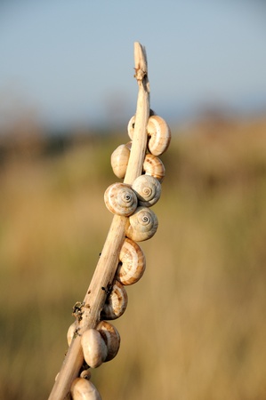 snailsの写真素材