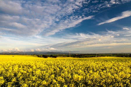 Fields of rape at sunsetの写真素材