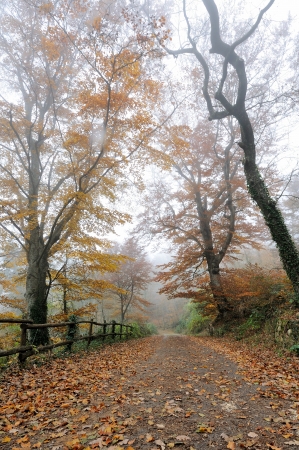 autumn forest in the foggy morningの写真素材