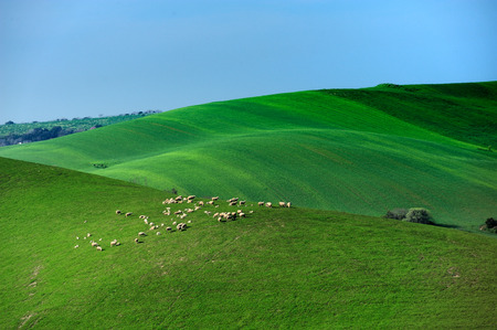 sheep countrysideの写真素材