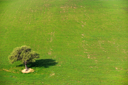 tree alone in the country fieldの写真素材