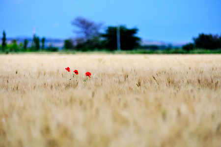 poppies meadow and summer stormの写真素材