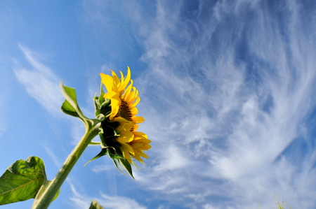 alone sunflower with blue sky and white cloudsの写真素材