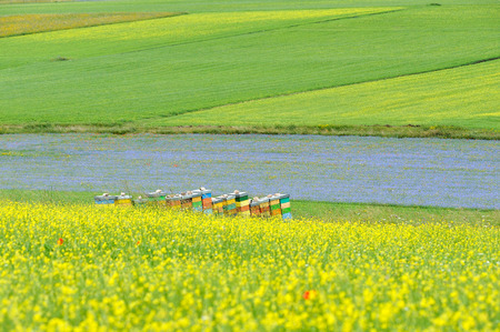 Multicolor hiveの写真素材